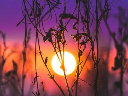 396 Hz (Release Guilt & Fear)