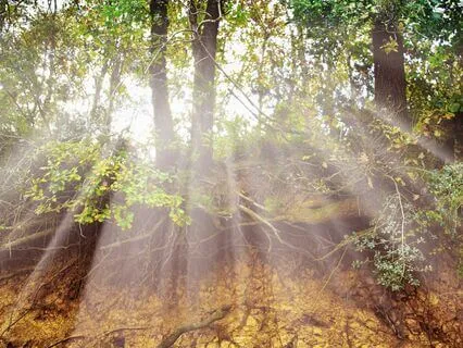 396 Hz Tuning Fork Release Fear & Guilt From Root Chakra