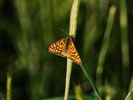 3D - Mindfulness Practice For Seeing Clearly — Vipassanā