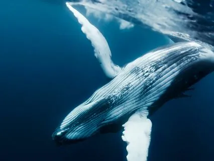 3 Min Whale Drum Music To Manage Stress