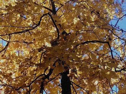 4 - 15 minute Awareness of Breath Meditation