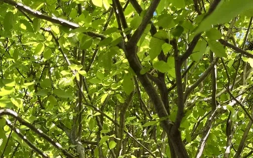 4:6 Breath + Body Scan For Rest