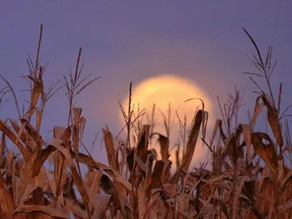 4 Activities To Discover Your Inner Harvest For Autumn