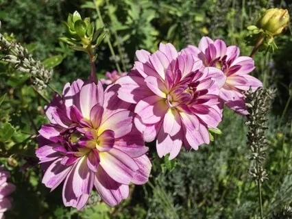 4 Adımda Deneyimin Farkındalığı Meditasyonu