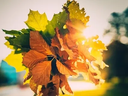 4 Elements Gatha Practice