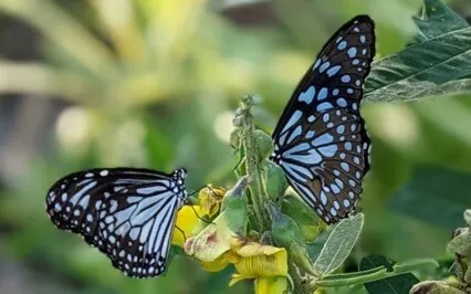 Lovingkindness | Mindful Motivation