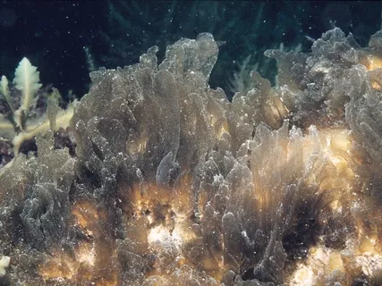 Acalmando a Mente e o Corpo