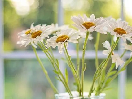 4 Min Beautiful Birdsong : Quiet Morning Meditation