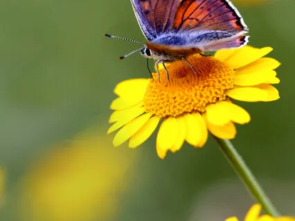 Sitting Meditation - Sounds and Thoughts