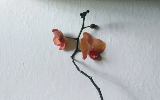 4-Step Breath With Affirmations