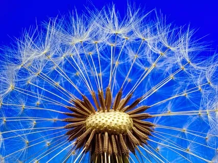 4 Step Transition To The Breath