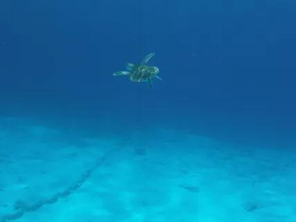 4. The Reduce Procrastination Series