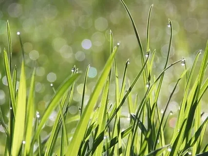 Singing Bowls: Track 4