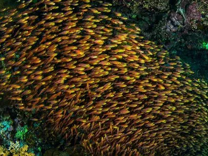 40-Day Sadhana Spiritual Practice