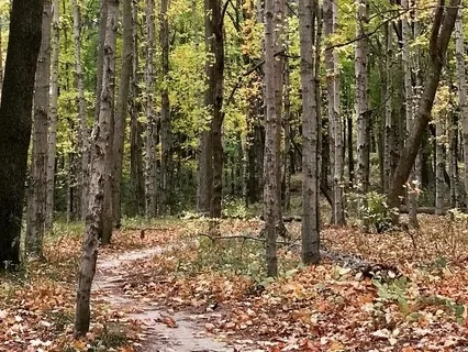 40-Minute Body Scan Meditation - Grounding Embodiment