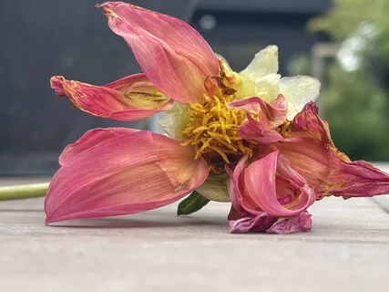 40 Minute Meditation Session With Mantra songs