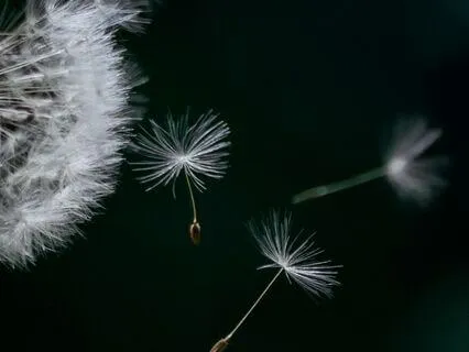 Deep Relaxation: 40 Minutes of Calm