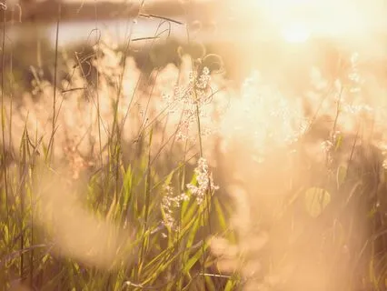 40 Hz Summer Garden Serenity & Bliss