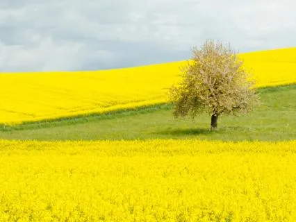 417 Hz Deep Relaxation for Positive Change - Delta Waves 10H