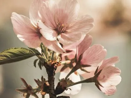 417 HZ Heart Opening (Heartbreak, Separation And Grief )