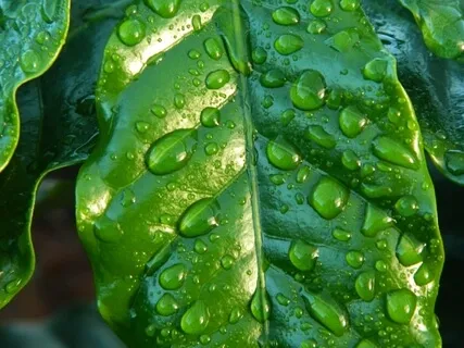 417Hz - Pure Thoughts & Speech