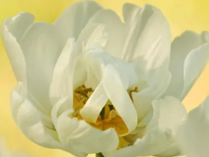 417 Hz Solfeggio Tuning Fork (Longer)