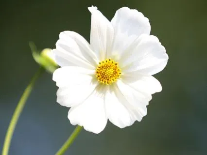 417 Hz Solfeggio Tuning Fork (Short)