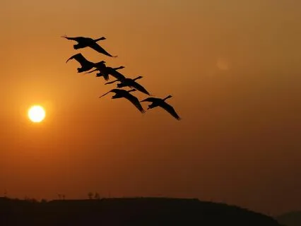 417Hz + 528Hz Heal Trauma & Restore Self Love