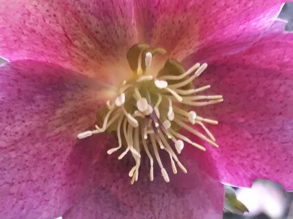 417Hz Forward Variation