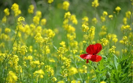 417Hz Further Difference