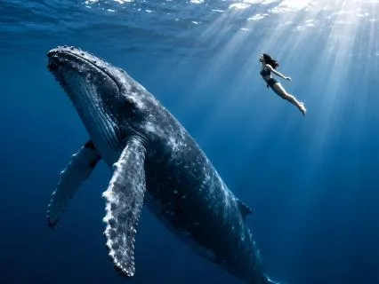 417Hz Whale Song Healing • Clear Old Patterns • Flow State
