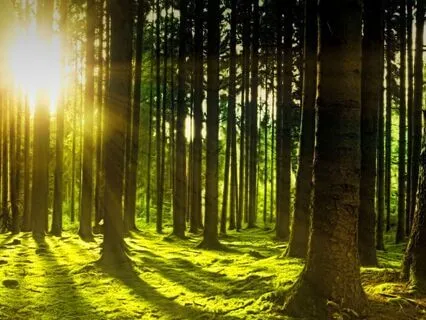 432 Hz Deep Healing | Relax, Align & Restore Inner Peace