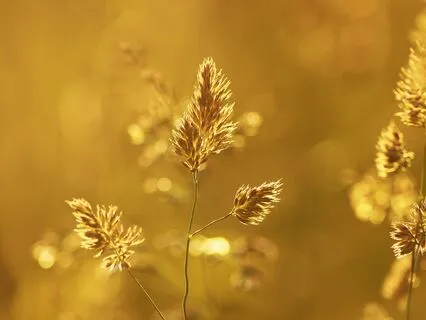 432 Hz Healing Music