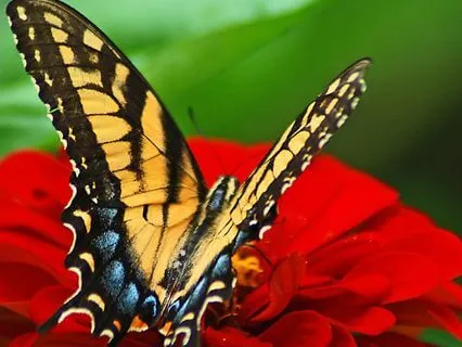 432 Hz Inner Emotional Balance Alignment