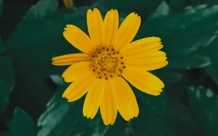 432 Hz - Instant Third Eye Stimulation - Remove Negativity