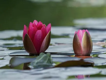 432 Hz Love Frequency: Heal, Manifest, And Attract Harmony