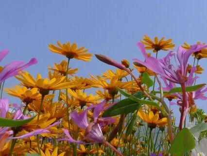 432 Hz Peaceful Sleep