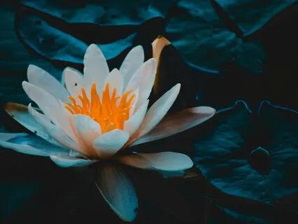 432 Hz Pure Tone & Healing Rain Sound (30 min)