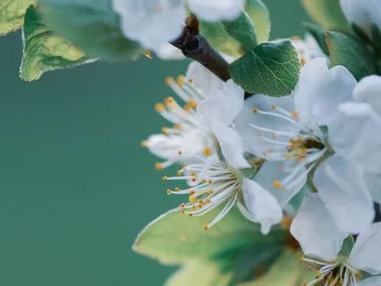 432 Hz The Vibration Of Love