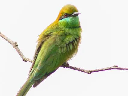 Vagus Nerve Vagus Nerve On with Birds