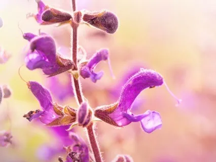 432Hz Alpha | Strength | Binaural Beats + Isochronic Tones