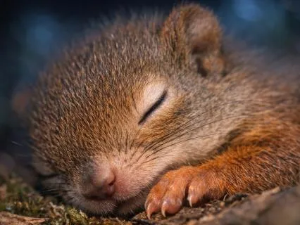 432Hz Delta Drift | 1Hz Binaural Womb Sleep | 28BPM Pulse