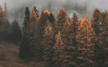 432Hz Frequency Music - Whole Body Regeneration