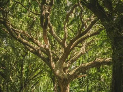 432Hz Guided Healing Meditation