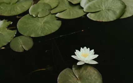 432Hz Healing Frequencies: Relax And Let Go