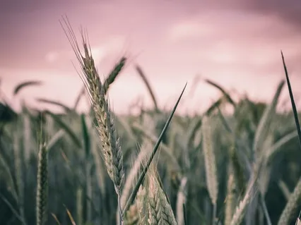 432Hz Miracle Tone: Raise Positive Vibrations