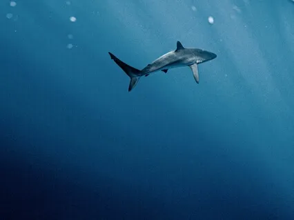 432Hz Mystical Meditation Music