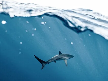 432Hz + 777Hz Luck & Abundance