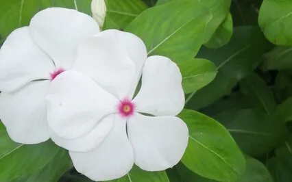 432Hz Relaxing Cello + Guehuetl & Pre-Hispanic Instruments