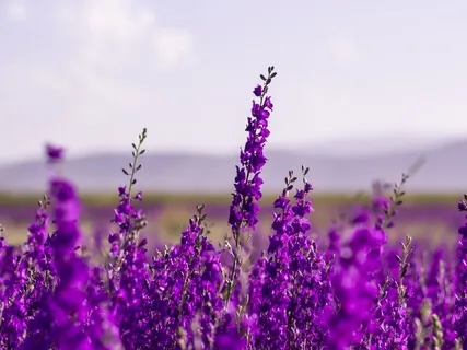 432Hz Remove Negative Energy